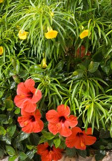 Red Flowers On Green Backgrond Royalty Free Stock Image Red Flowers On Green Backgrond Royalty Free Stock Image