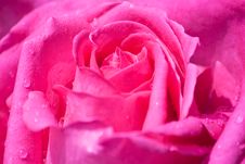 Pink Rose With Water Drops Stock Photo Pink Rose With Water Drops Stock Photo