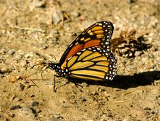Monarch Butterfly Royalty Free Stock Photos Monarch Butterfly Royalty Free Stock Photos
