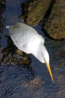 Great Egret Royalty Free Stock Photo Great Egret Royalty Free Stock Photo