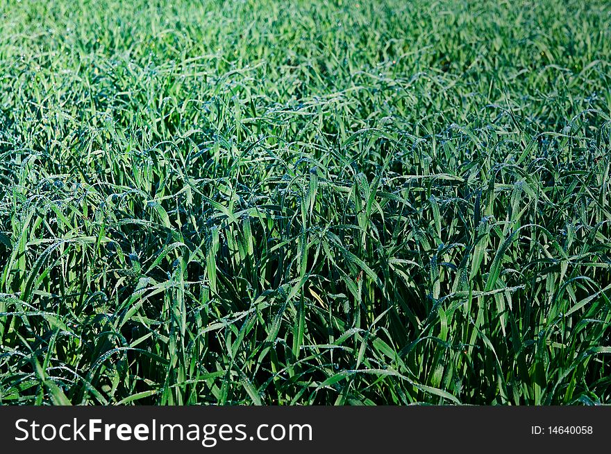 Green field with growing small wheat and little droplets on it by morning springtime. Green field with growing small wheat and little droplets on it by morning springtime.