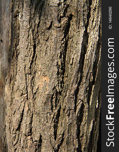 Stack firewood. Wood under the sun. Bark of logs.