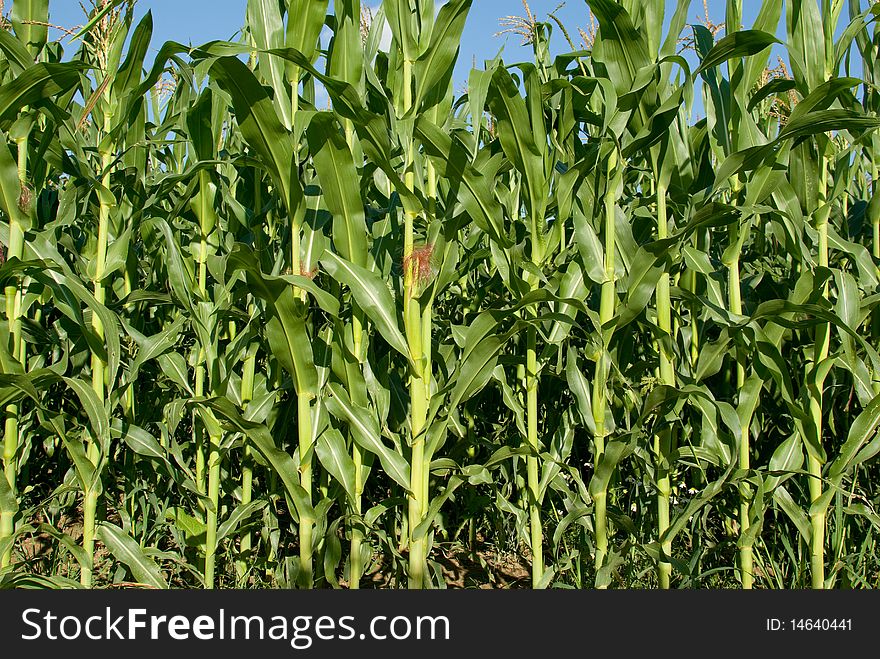 Corn plants over clear blue sky