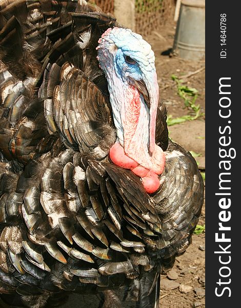 A portrait of a turkey cock. A portrait of a turkey cock