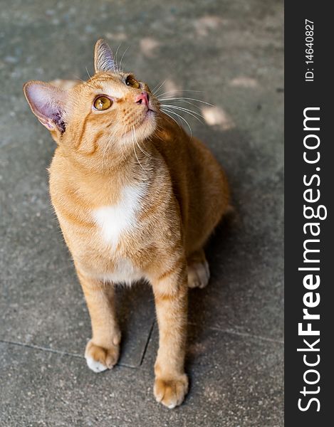 Light brown Thai cat looking up.