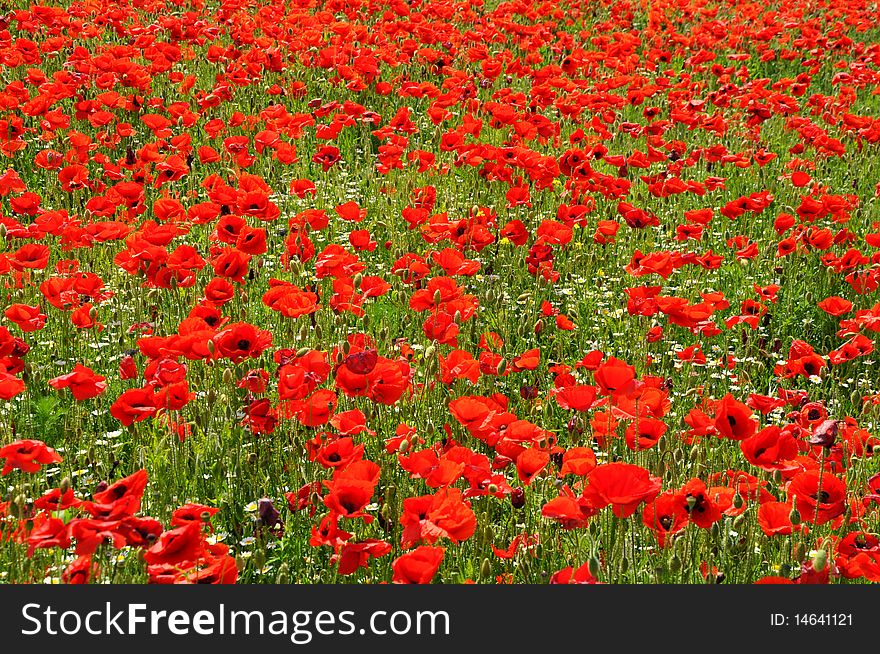 Wild red poppies under the summer sky