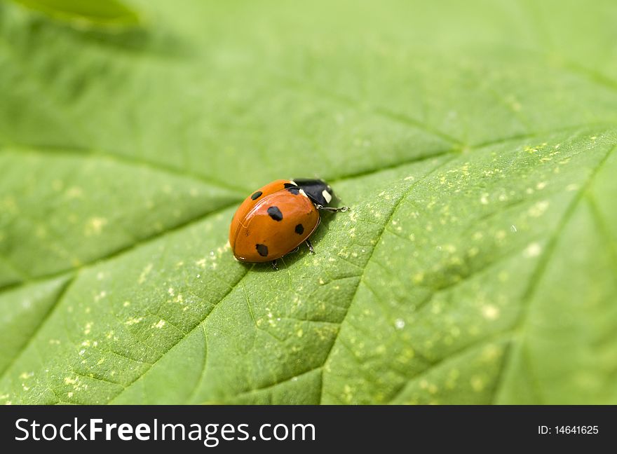A ladybird on a green leaf