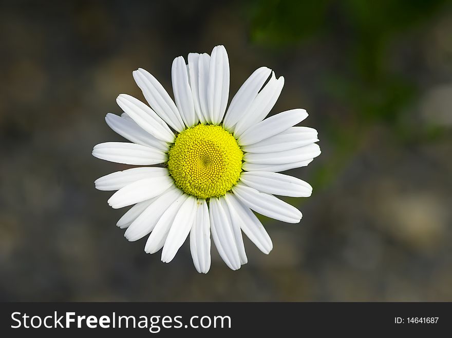 A simple daisy front view