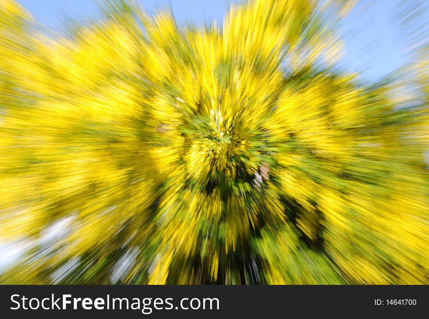 Yellow tree in blossom as a blur