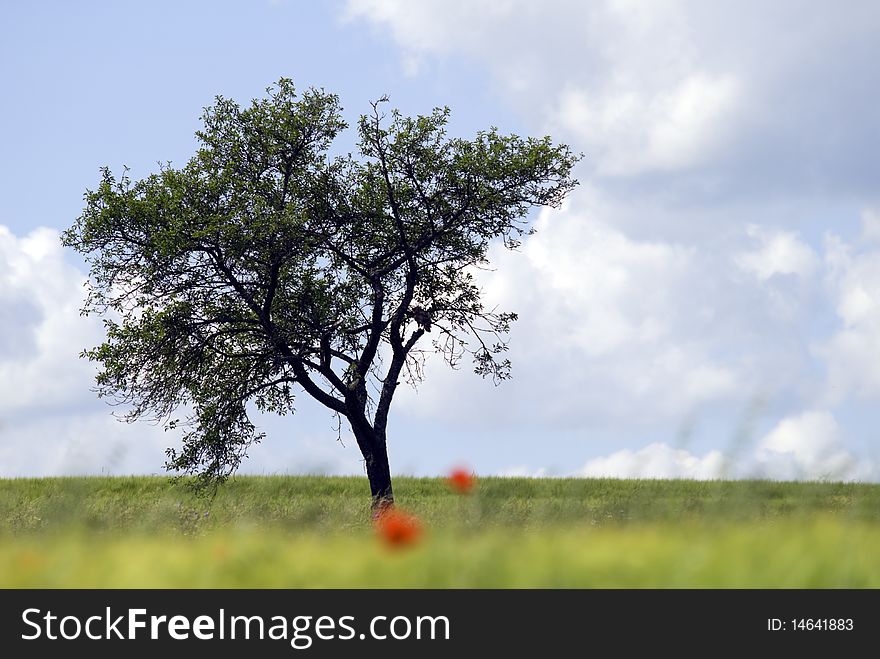 Isolated tree in a meadow