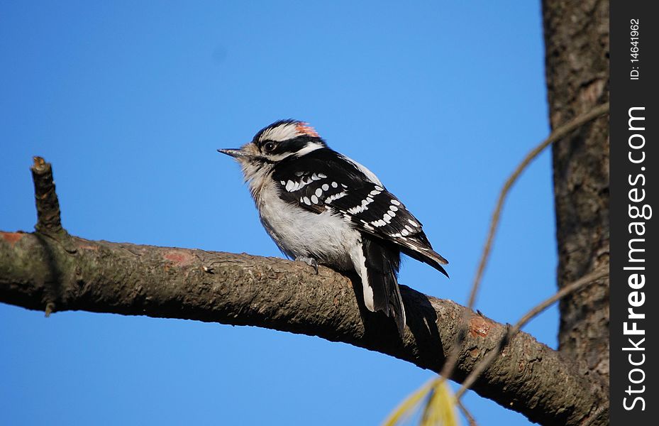 Downy woodpecker, Ojibway Conservation Area, Ontario, Canada. Downy woodpecker, Ojibway Conservation Area, Ontario, Canada