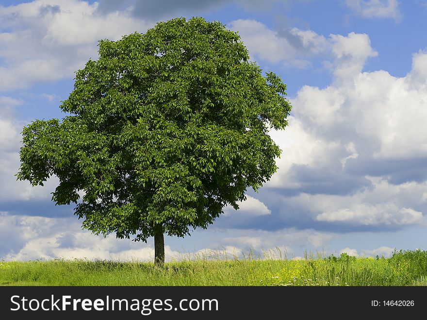 Isolated tree in a meadow