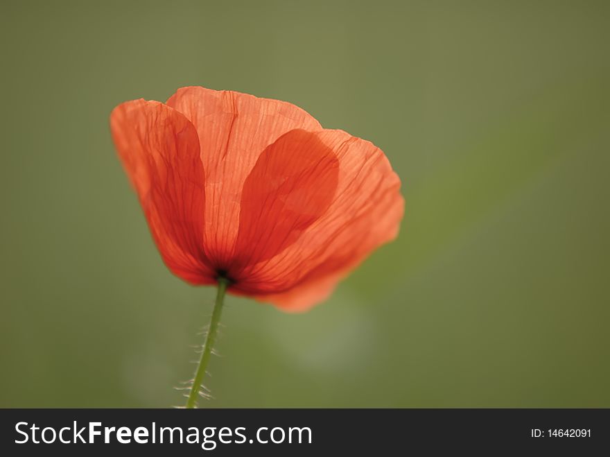 Isolated poppy on a green background