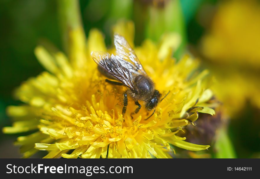 Bee collecting pollen on a yellow dandelion. Shallow DOF.