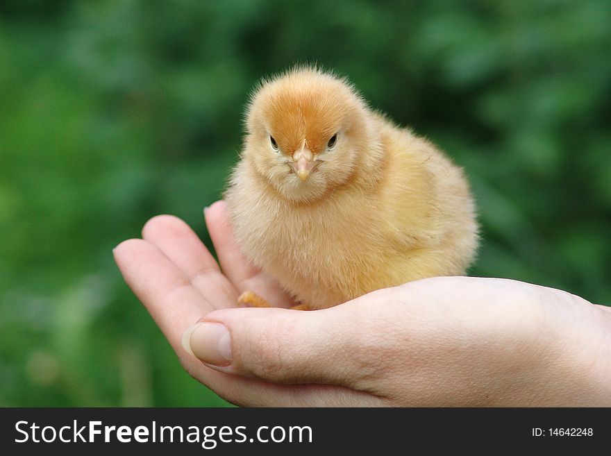 One-day born chicken siting on a human palm. Selective focus, close-up shooting. One-day born chicken siting on a human palm. Selective focus, close-up shooting