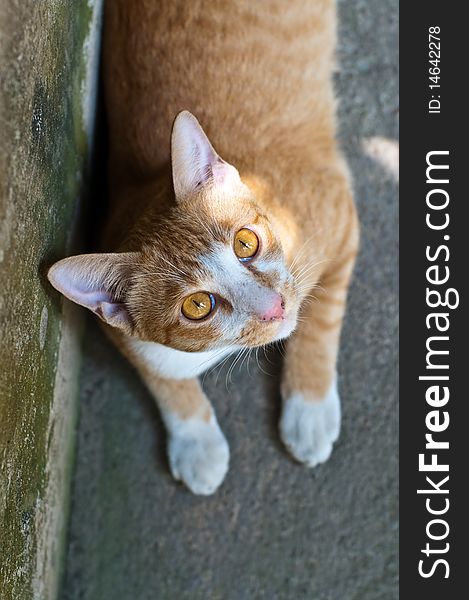 Light brown Thai cat looking up.