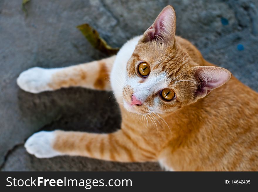 Light brown Thai cat looking up.