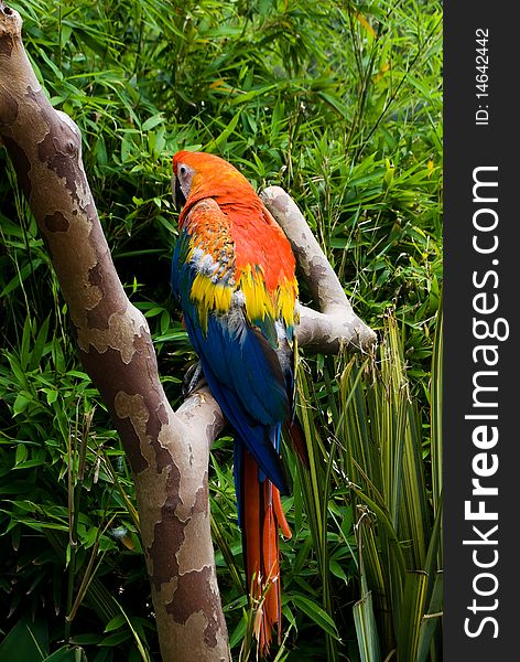 The Macaw Parrot Perched On A Branch