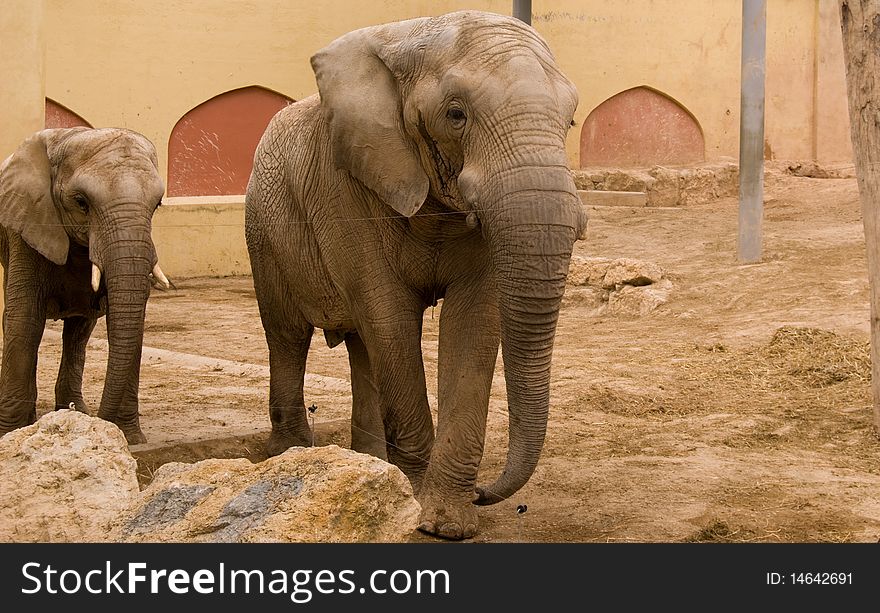 Family of elephants in zoo