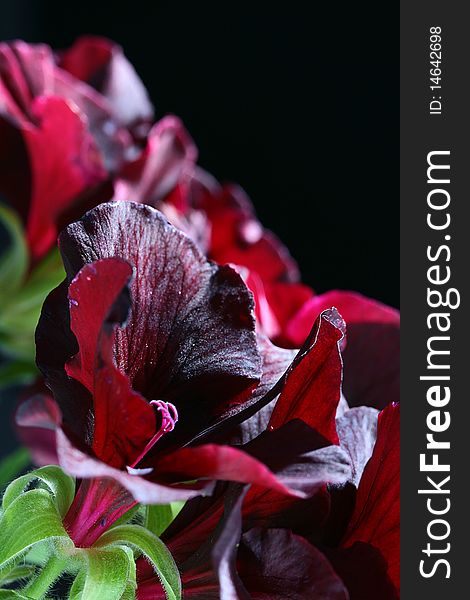 Flowers of a black geranium are used in dressing of garden sites on a black background.