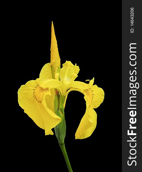 Yellow iris isolated on black background. Yellow iris isolated on black background