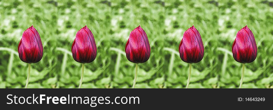 Panorama made of five dark red striped tulips. Panorama made of five dark red striped tulips