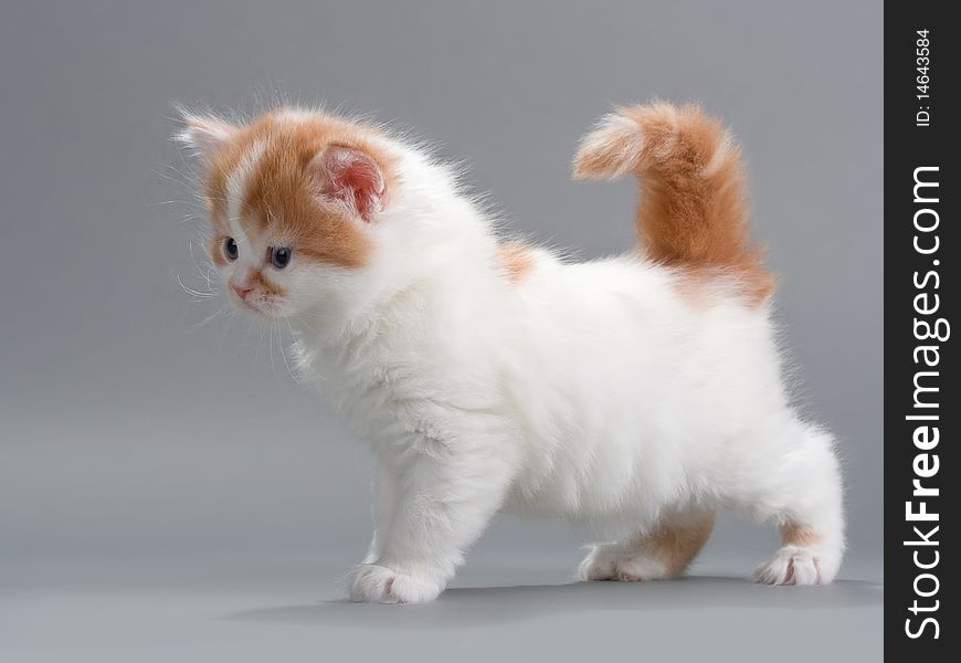 Kitten Scottish Straight Breed