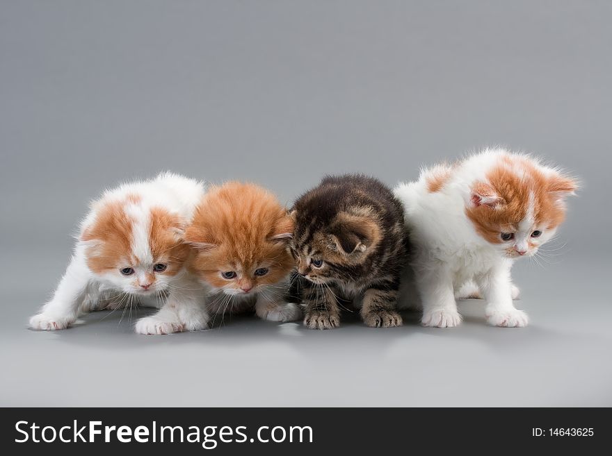 Kittens scottish breed on gray. No isolated. Kittens scottish breed on gray. No isolated.