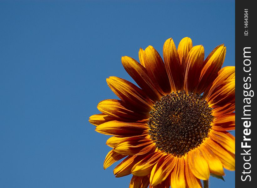 A gold and red sunflower against the blue sky. A gold and red sunflower against the blue sky