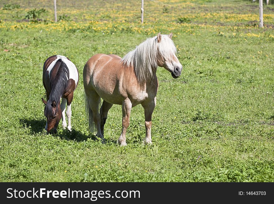 Horses in a pasture - Nikon D90 Camera