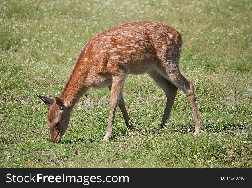 The Sika Deer or the Spotted Deer, or the Japanese Deer
