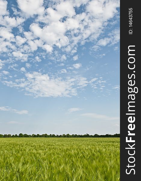 Barley grain farmland with blue sky and nice clouds