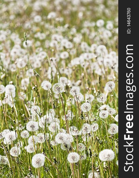 Common dandelion - Taraxacum - puff flower