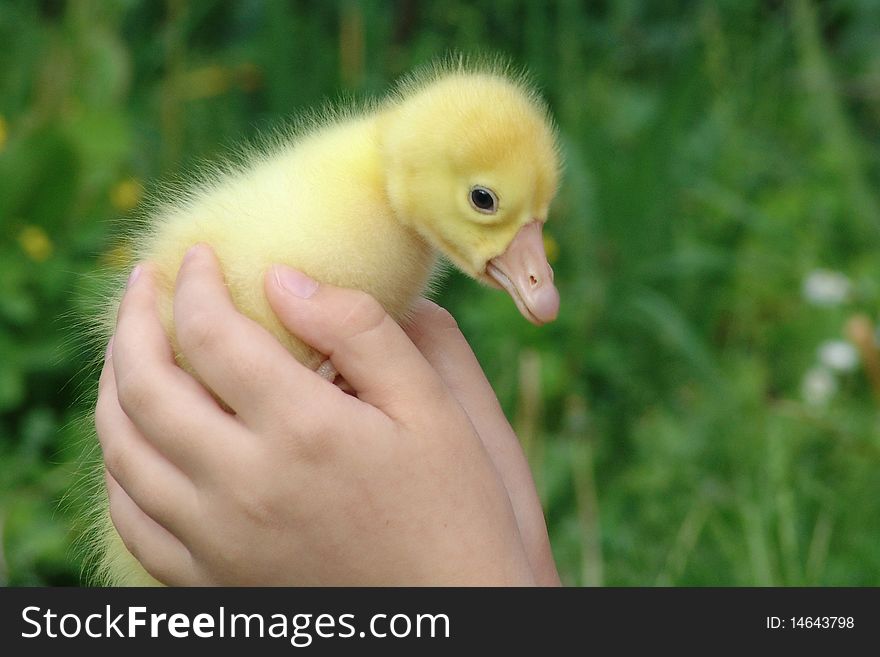 A three-days born gosling in girl's hands. A three-days born gosling in girl's hands