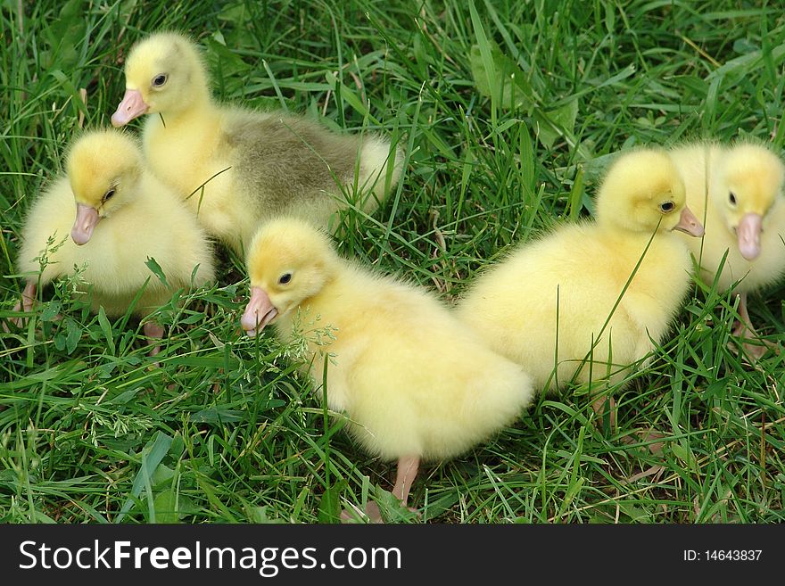 Five goslings in green grass and looking in front. Five goslings in green grass and looking in front