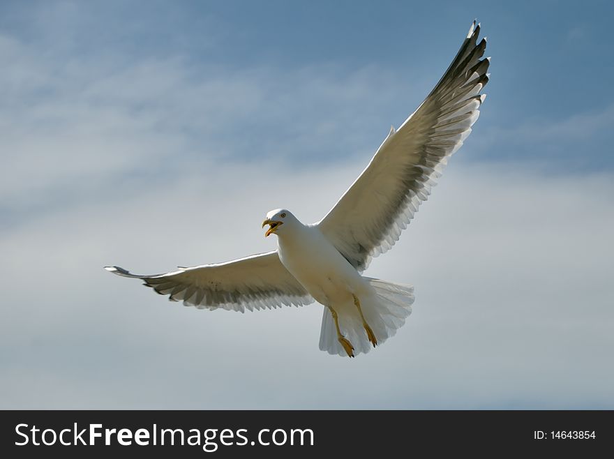 Lesser Black-backed Gull in flight