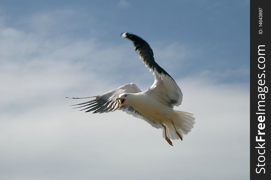 A Lesser Black-backed Gull in flight on Walney Island, Cumbria, England. Showing aggresive behaviour while protecting nest