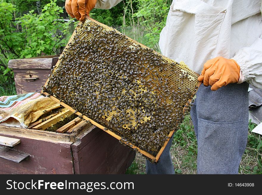 The beekeeper with honeycombs of honey and bees about a beehive against greens