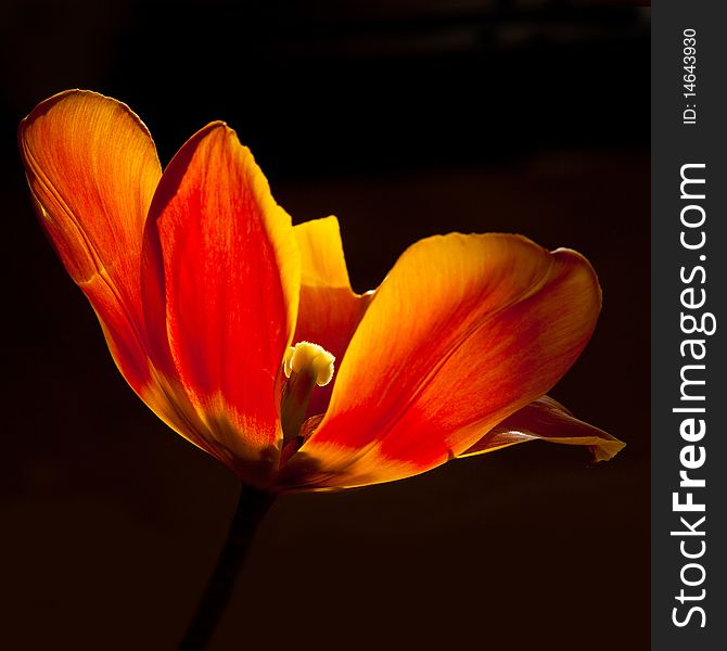 Yellow and red tulip close up, isolated with black background. Yellow and red tulip close up, isolated with black background.