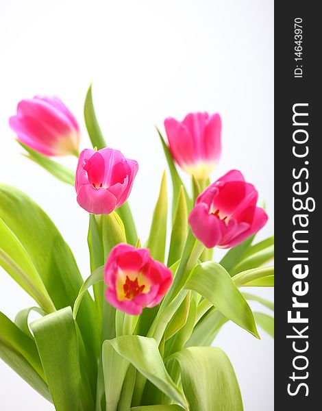 A bunch of tulips isolated on white background