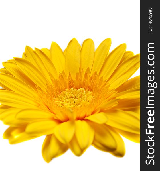 Flower yellow gerbera