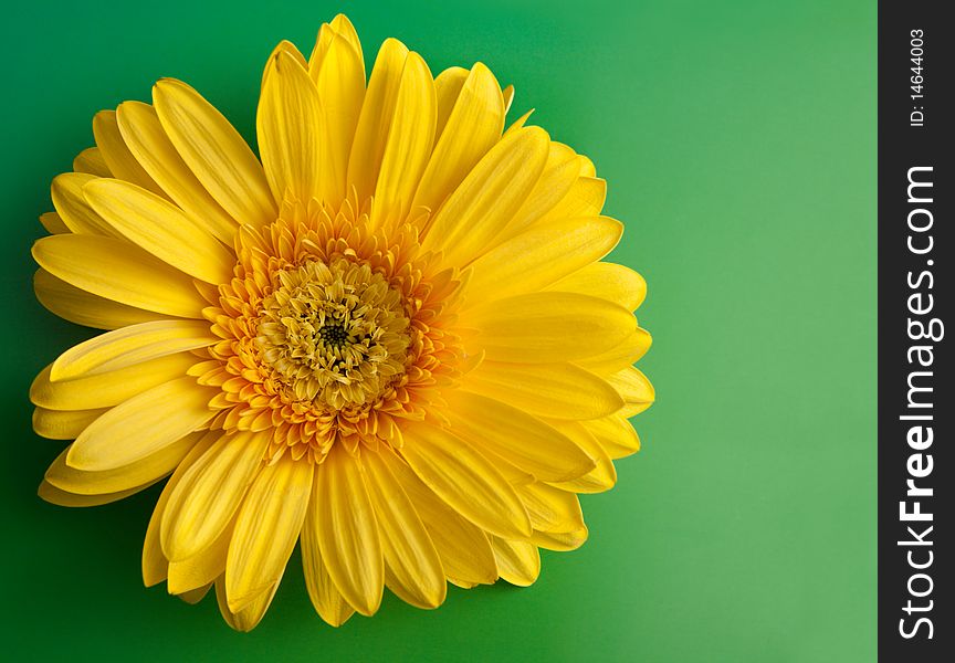 Yellow Flower Gerbera