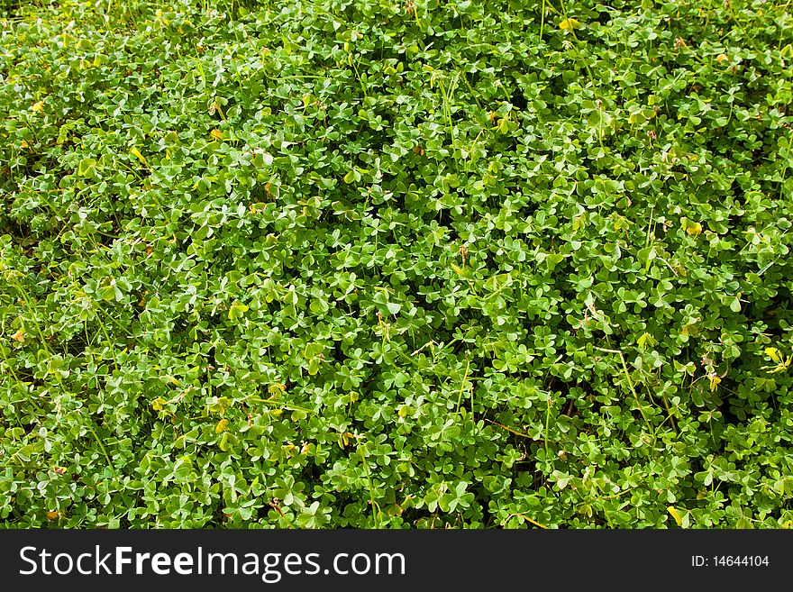 Background of a field of clover in spring. Background of a field of clover in spring.