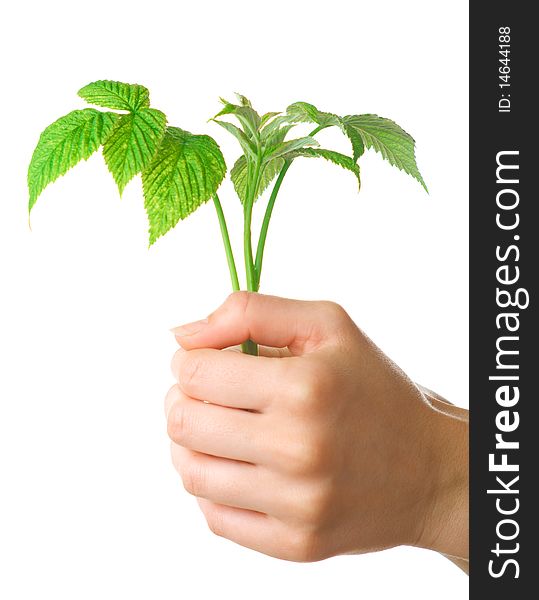 Young plant in hands of woman. Isolation on white background. Young plant in hands of woman. Isolation on white background.