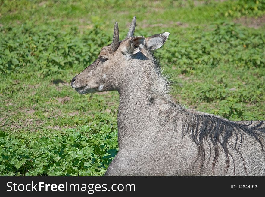 antelope Nilgai gray (Boselaphus tragocamelus)