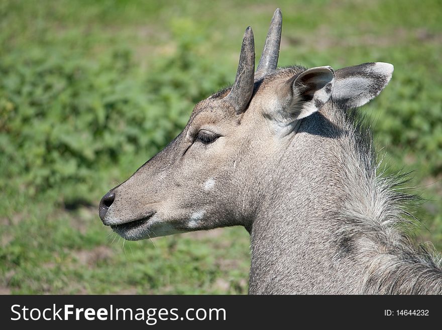 antelope Nilgai gray (Boselaphus tragocamelus)