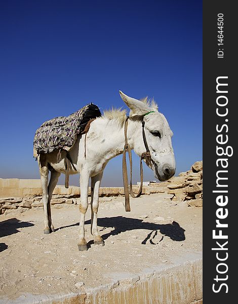 Donkey under brilliant blue sky, Memphis Egypt