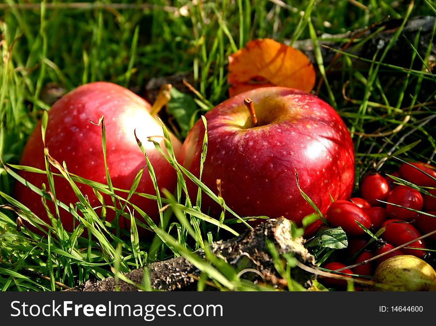 Two apples in sunshine summer day in the nature on green grass. Two apples in sunshine summer day in the nature on green grass.