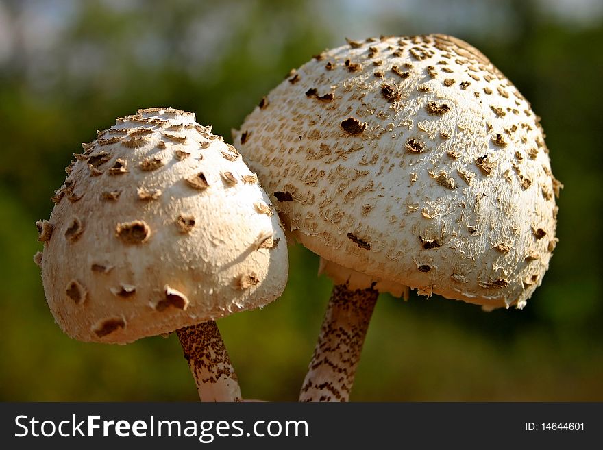 Parasol mushroom in his natural area with green grass on the background.