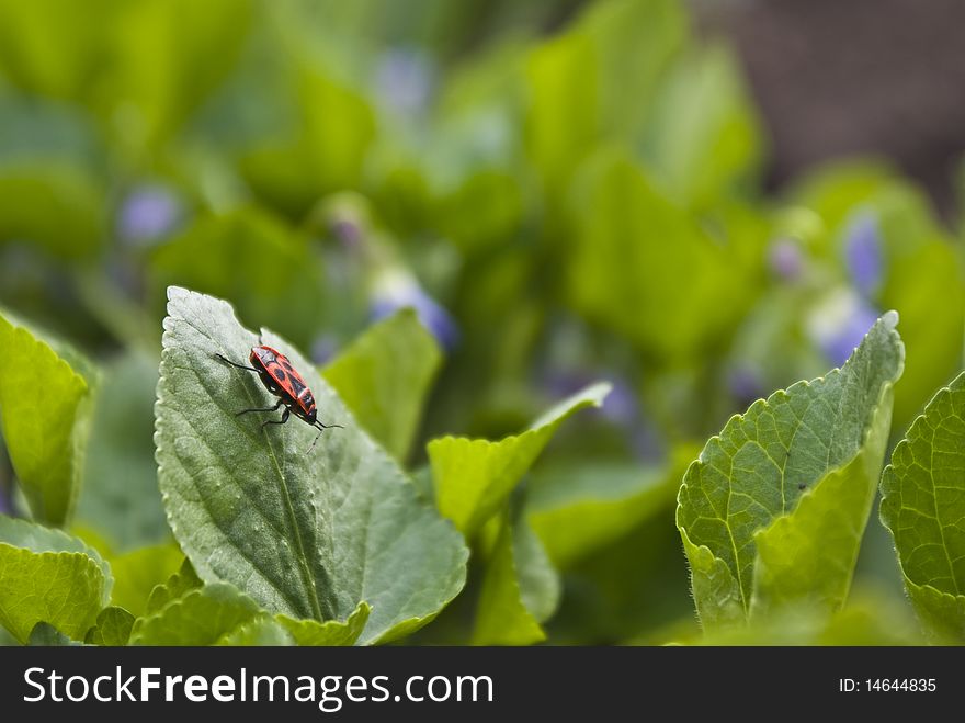 Closeup of a firebug sitting on a leaf